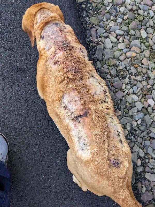 Dog with healing Cushing's disease wounds