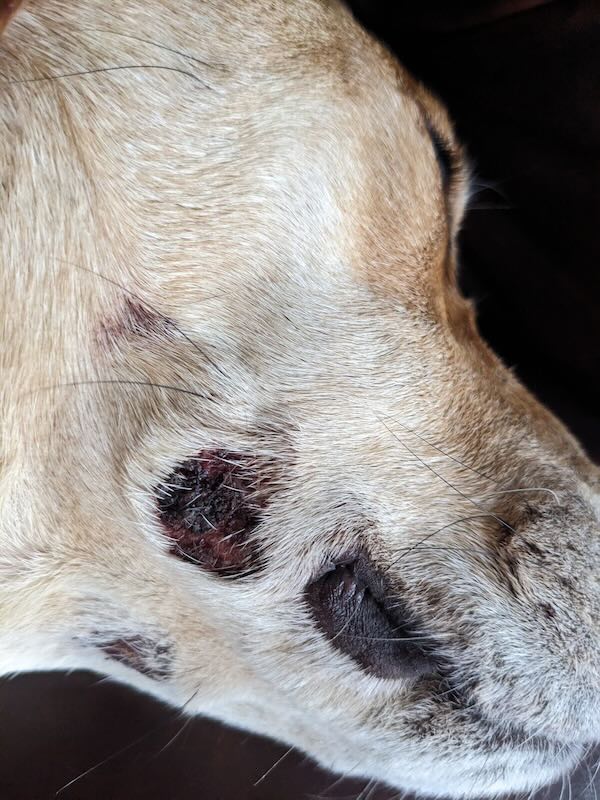 Dog side of face wound