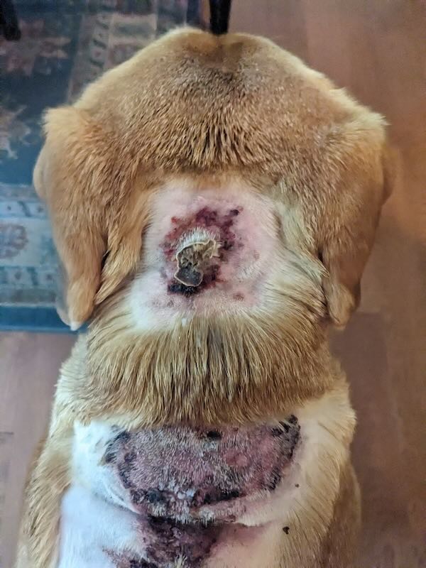 Dog with Cushing's disease wounds