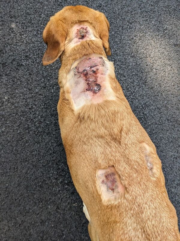 Dog with Cushing's disease wounds
