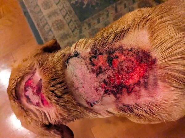 Dog with really bad Cushing's disease wounds