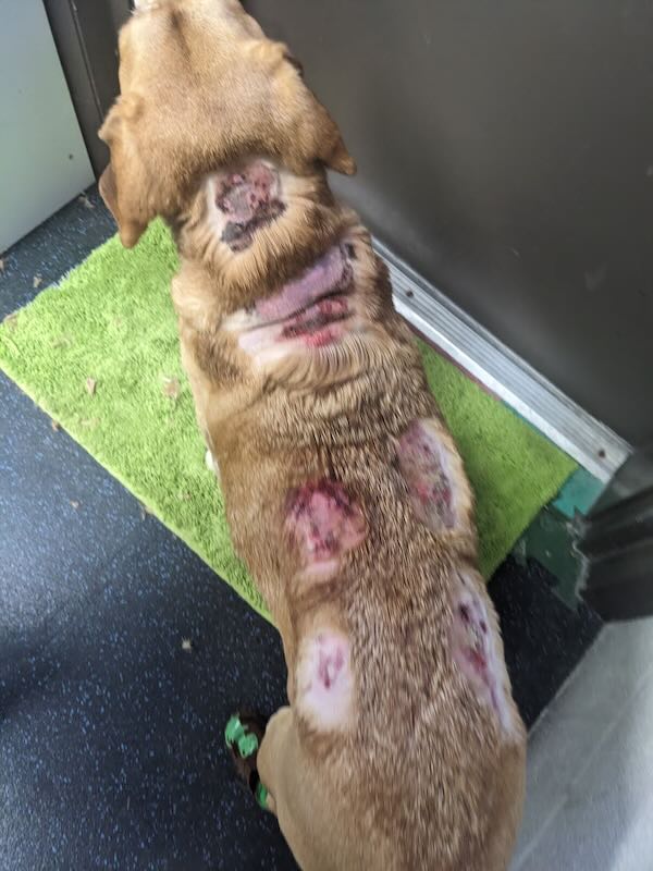 Dog with really bad Cushing's disease wounds