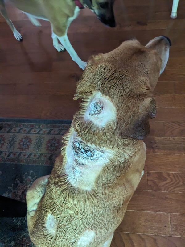 Dog with Cushing's disease wounds treated with Silvadine